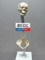 Модель "Позвоночник с черепом и тазом" - fgospostavki.ru - Южно-Сахалинск