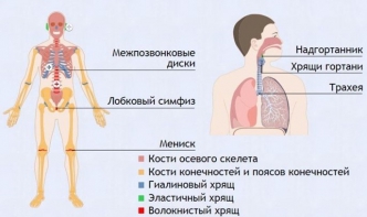 Интерактивные курсы. Биология 9 класс. Базовый. - fgospostavki.ru - Южно-Сахалинск
