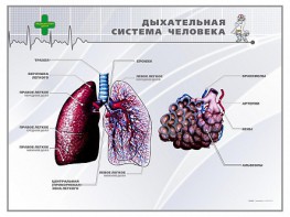 Стенд "Дыхательная система человека" - fgospostavki.ru - Южно-Сахалинск