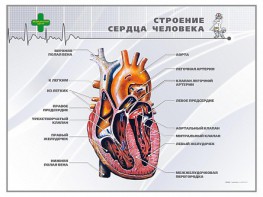 Стенд "Строение сердца человека" - fgospostavki.ru - Южно-Сахалинск