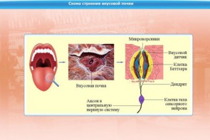 Интерактивные курсы. Биология 10 класс. Базовый. - fgospostavki.ru - Южно-Сахалинск