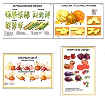 Плакаты ПРОФТЕХ "Ассортимент овощных культур" (12 пл, винил, 70х100) - fgospostavki.ru - Южно-Сахалинск
