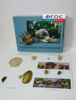 Коллекция "Раковины моллюсков" - fgospostavki.ru - Южно-Сахалинск