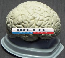 Модель "Мозг в разрезе" (белый) - fgospostavki.ru - Южно-Сахалинск