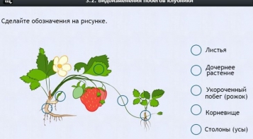 Интерактивные курсы. Биология 7 класс. Расширенный. - fgospostavki.ru - Южно-Сахалинск