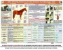 Комплект плакатов "Служебное коневодство" - fgospostavki.ru - Южно-Сахалинск