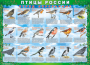 Комплект таблиц "Птицы России (4 листа)" (100х140 сантиметров, винил) - fgospostavki.ru - Южно-Сахалинск