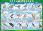 Комплект таблиц "Птицы России (4 листа)" (100х140 сантиметров, винил) - fgospostavki.ru - Южно-Сахалинск