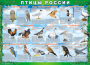 Комплект таблиц "Птицы России (4 листа)" (100х140 сантиметров, винил) - fgospostavki.ru - Южно-Сахалинск