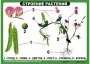 Комплект таблиц "Ознакомление с окружающим миром 1-4 класс" - fgospostavki.ru - Южно-Сахалинск